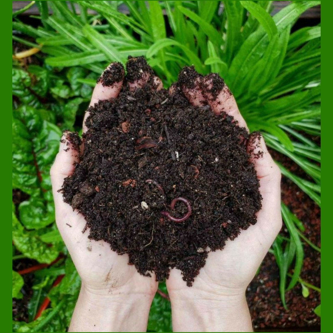 vermicompost-fertilize